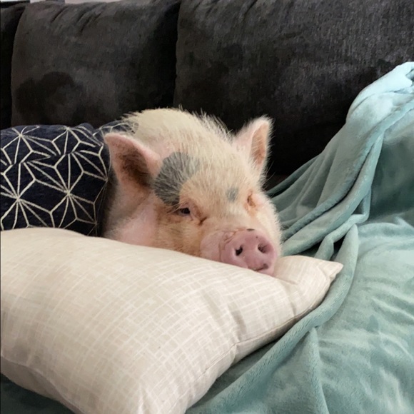 Why I Posh - Picture 7 of 16